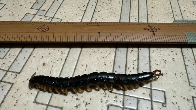 「今年はムカデが少ない？」害虫駆除の専門家は「夏に乾燥しエサが少なかったせいか」ムカデ以外にも少なかった昆虫も|TBS NEWS DIG