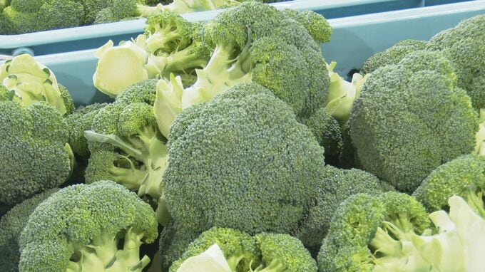 50年ぶりに指定野菜に追加されたブロッコリーが出荷のピーク迎える 石川・加賀市|TBS NEWS DIG