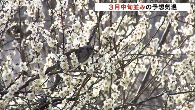 春を感じる白い梅の花咲きほころぶ  少し気温下がるも過ごしやすい１日 富山　|　富山のニュース｜天気・防災｜チューリップテレビ