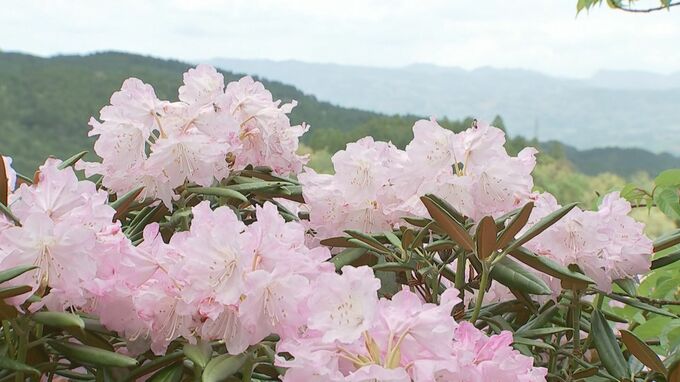 「山の緑とマッチ」シャクナゲ2万本見ごろ　大分・日田市　|　大分のニュース｜OBS NEWS｜大分放送