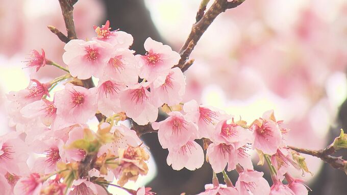 「あと数日というところ」東北にもまもなく便り？いわき市のサクラは今　福島|TBS NEWS DIG