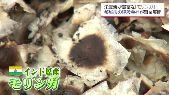「まさか農作業をするとは思わなかった」新入社員も驚く建設会社の挑戦 モリンガで農業法人化へ|TBS NEWS DIG