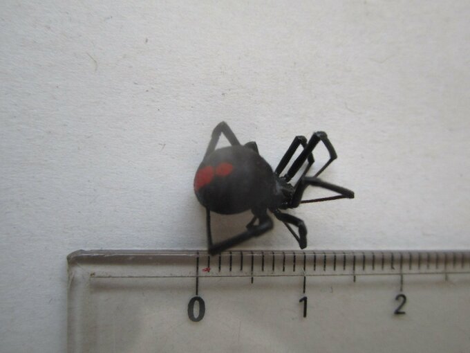 セアカゴケグモ　広島県福山市西部の墓苑で確認　初確認から11か所目|TBS NEWS DIG