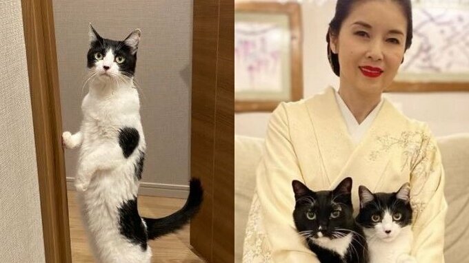 【藤あや子】愛猫オレオが二本脚直立「ニンゲンなんよ…」　フォロワーも直立猫写真を投げあう「猫背じゃない」|TBS NEWS DIG