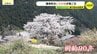 山里に咲くしだれ桜の巨木　桜吹雪に感じる春　広島市佐伯区湯来町　湯の山温泉　|　RCC NEWS | 広島ニュース | RCC中国放送