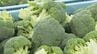 50年ぶりに指定野菜に追加されたブロッコリーが出荷のピーク迎える 石川・加賀市　|　石川県のニュース｜MRO北陸放送