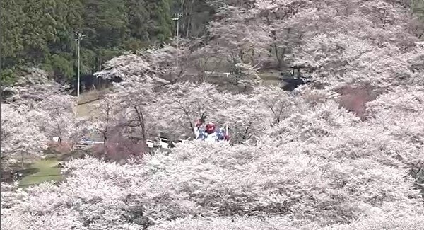 レア 岩国基地 2017 桜 SAKURA 🌸2026年 桜開花状況🌸 | 常陸太田市観光物産協会公式ホームページ その他