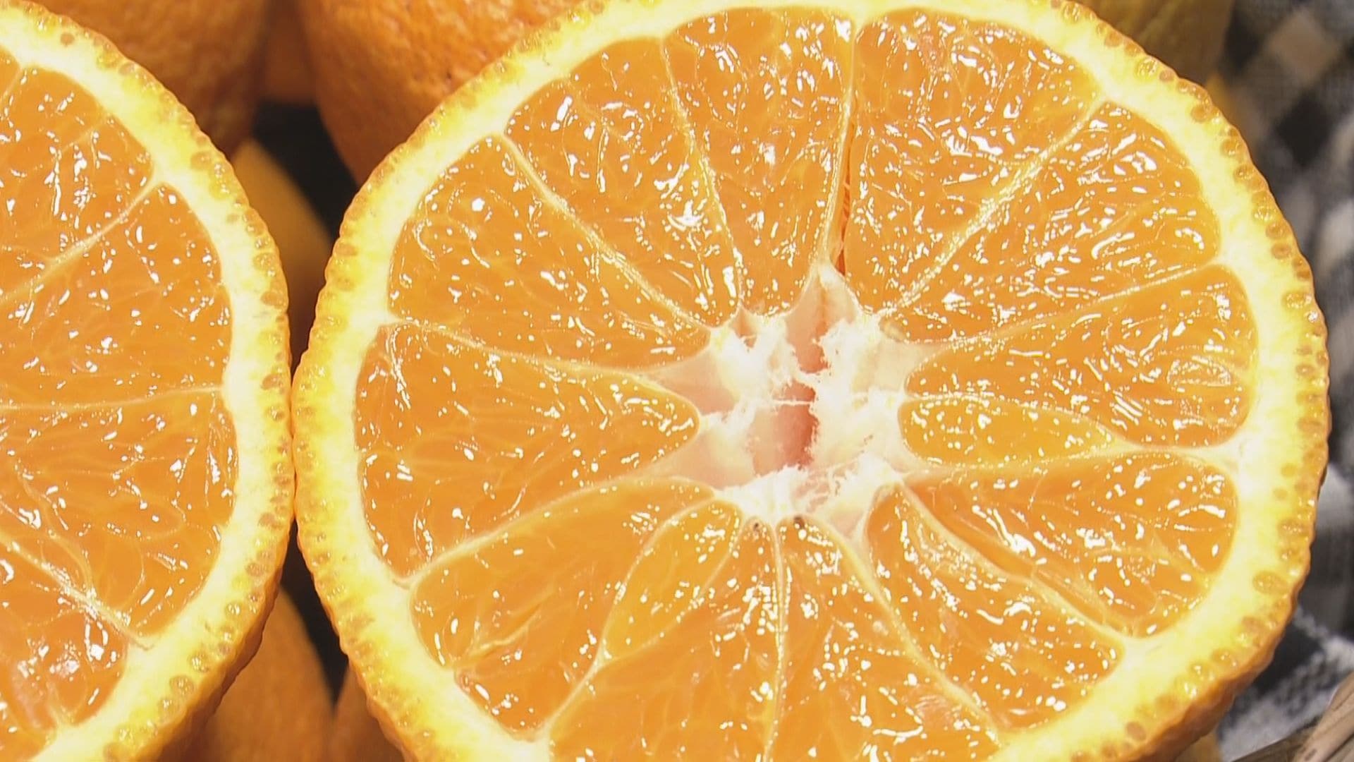 デコポン出荷最盛期 甘さの秘訣は“厳しい”出荷基準 糖度13度以上に酸度