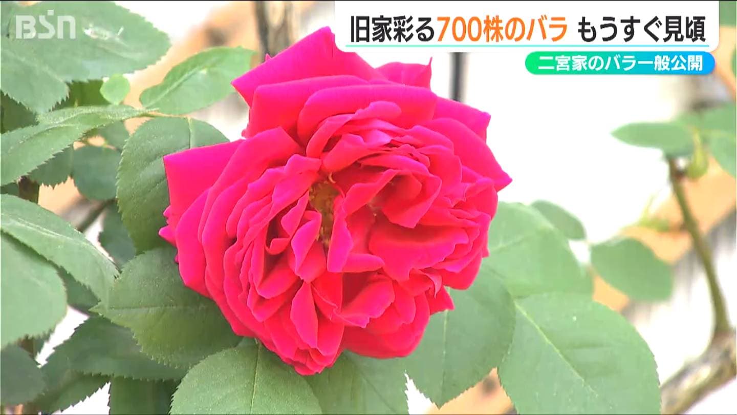 夫婦で育てた400種700株以上『二宮家バラ園』 好天の下で「少しでも