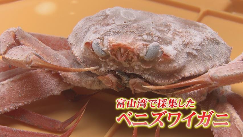 富山湾のベニズワイガニ調査 成体が回復傾向も稚ガニが減少 「乱泥流