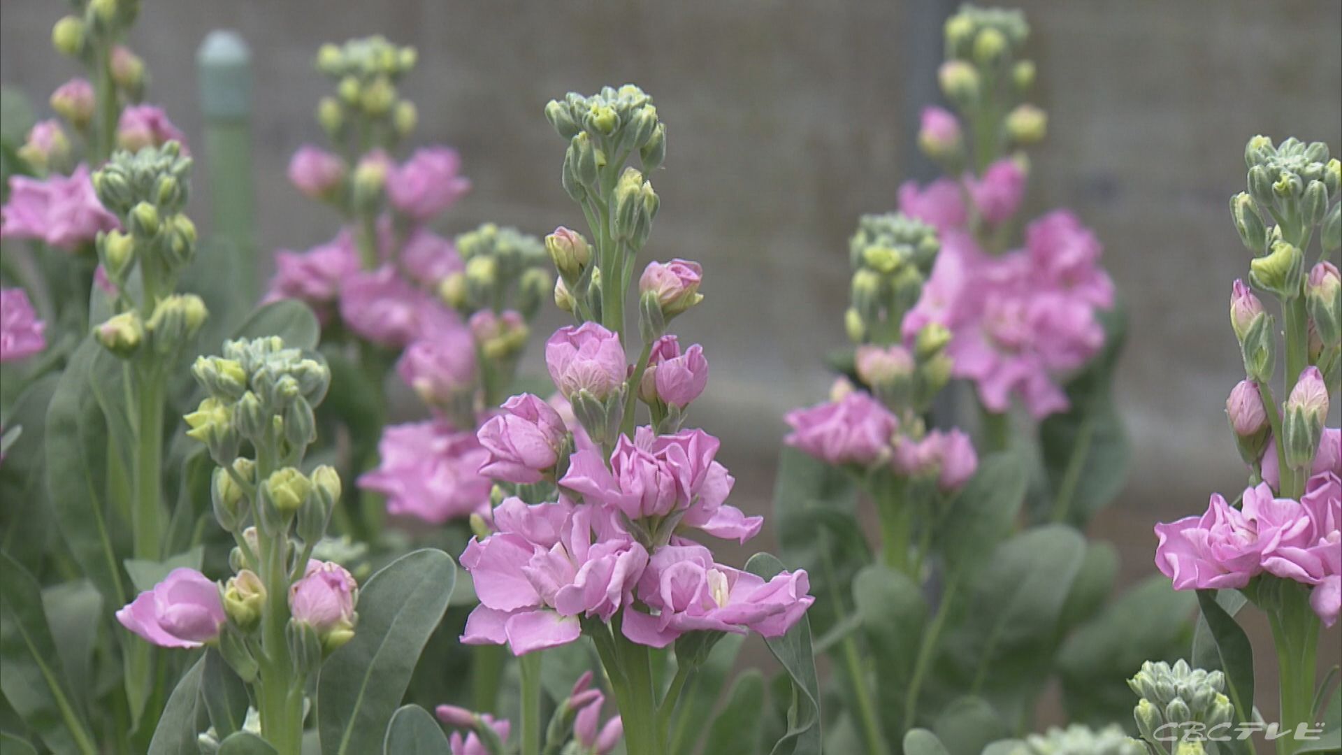 春の花 ストック の収穫が始まる 30年間栽培の女性 ことしで最後 三重 志摩市 気象ニュース 23年01月16日 日本気象協会 Tenki Jp