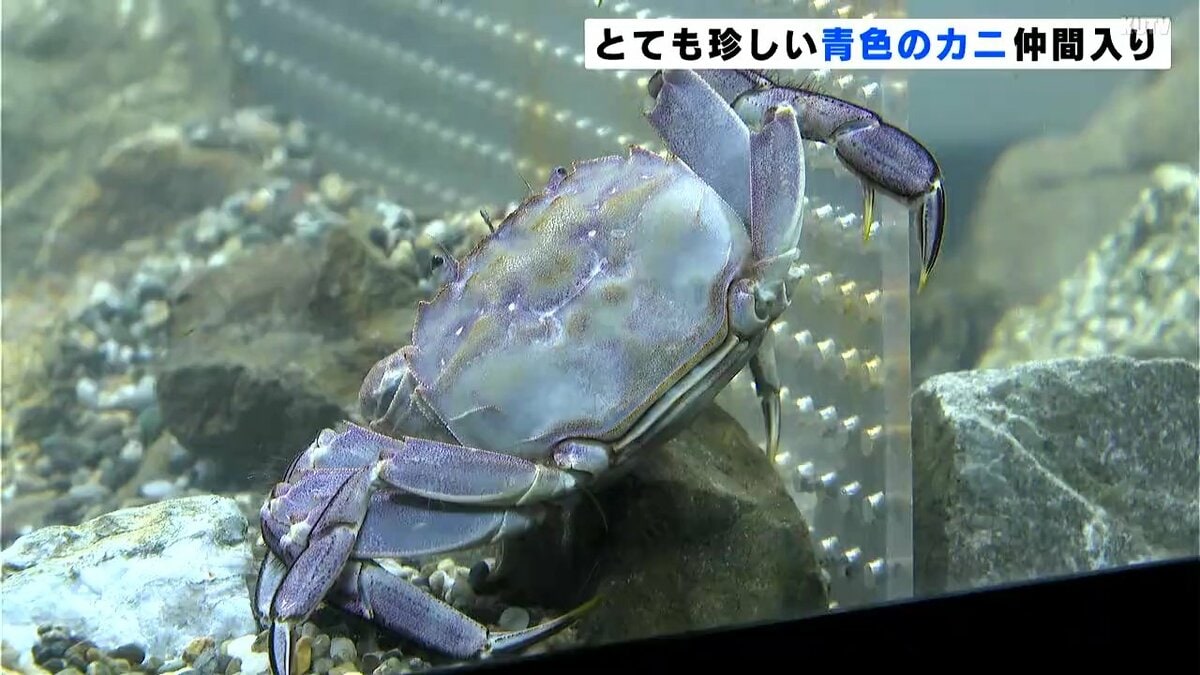 25年間の漁師生活で初めて見た」とても珍しい青色のモクズガニが高知市