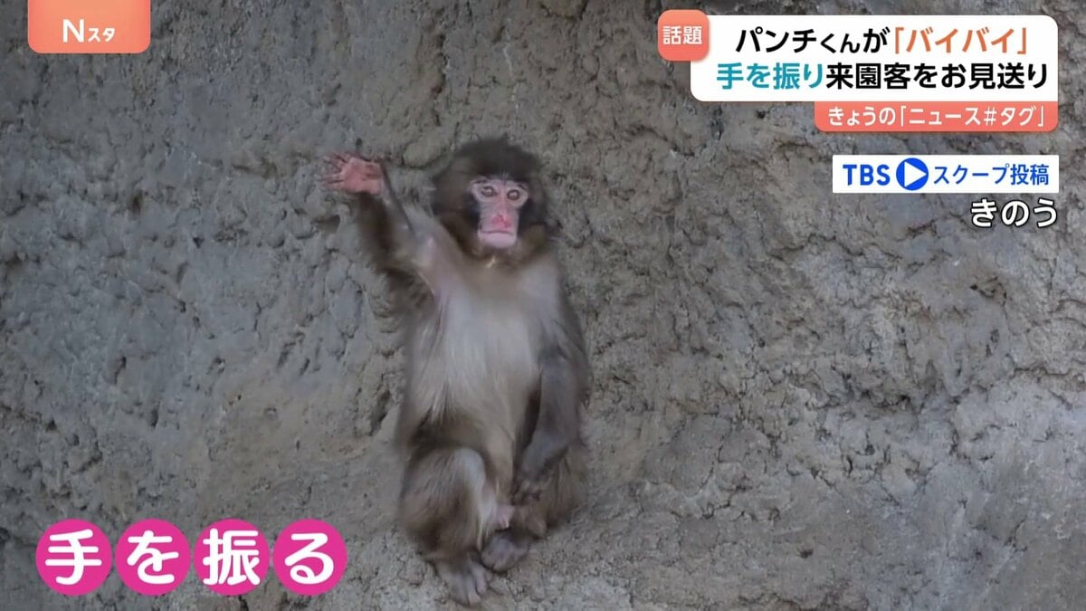 子ザルの「パンチくん」閉園アナウンスに合わせて来園者にバイバイ？キュートなお見送りに撮影者も「キュン」 | TBS NEWS DIG (2ページ)