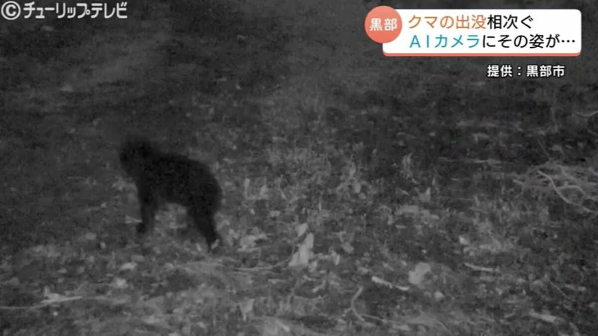 草むらにおったりしたら…」 AIカメラにノソノソ歩く姿 富山・黒部市で