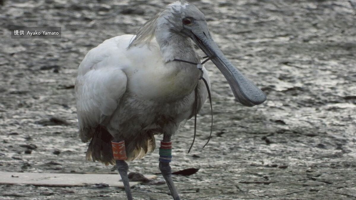 保護された 絶滅危惧種クロツラヘラサギ　治療を終えて無事に放鳥