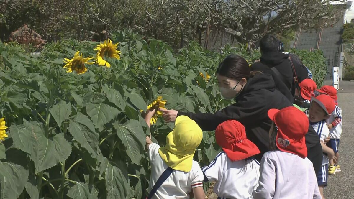 東日本大震災から15年　ひまわり畑で復興を願う
