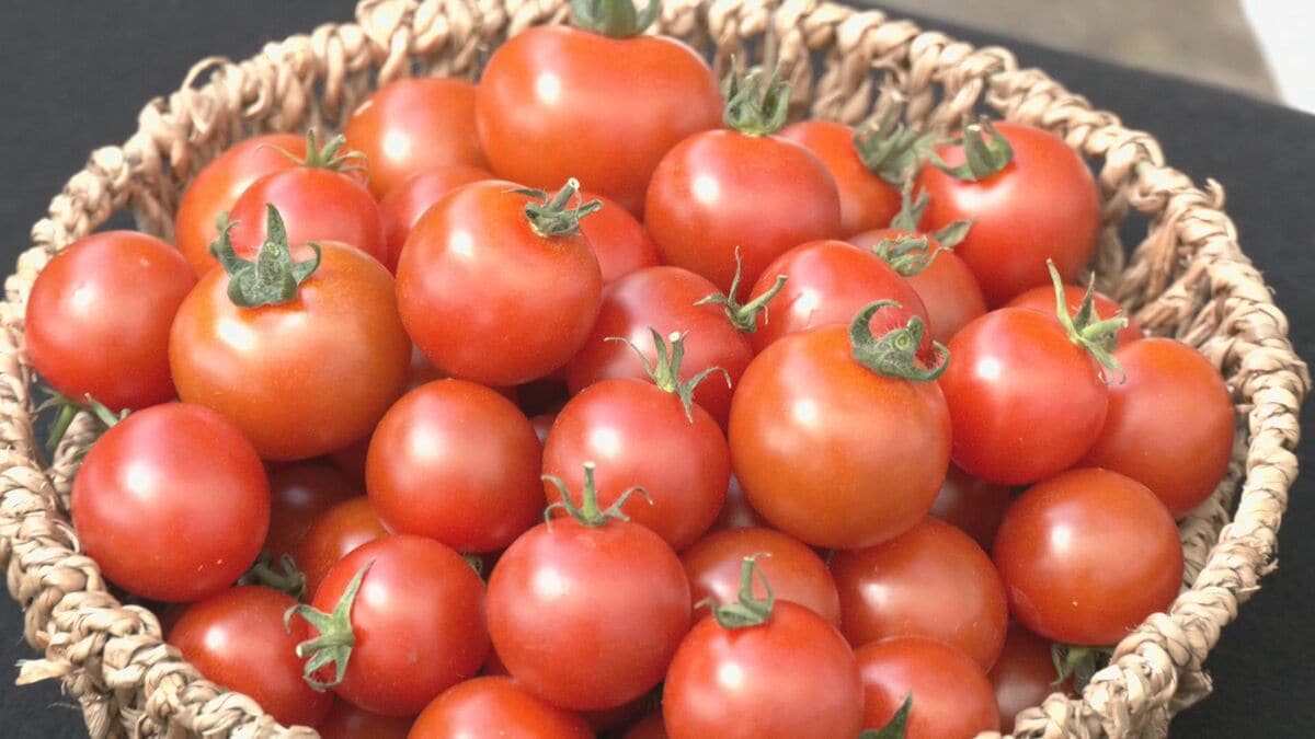 ハウス栽培のミニトマト出荷最盛期 年間通じて収穫されるも…朝晩の気温差で甘みアップ！愛知･碧南市
