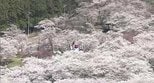 桜の間からひょっこり顔だけが…高さ8メートル！何？わかる？？信州・千曲市の公園・戸倉宿サクラケアパークで約500本の桜が満開|TBS NEWS DIG