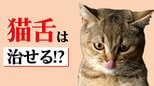 猫に限らず「動物はみんな猫舌」熱いものが食べられないのは「舌」の使い方のせいだった 「猫舌」を克服する方法|TBS NEWS DIG