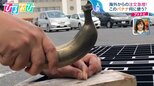 凍らせなくても釘が打てる!?1本1.5キロの“バナナ”に注文殺到【ひるおび】|TBS NEWS DIG