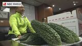 5月8日「ゴーヤーの日」にちなんで地元産をPR　生産者が市長に贈呈　長崎県諫早市　|　長崎のニュース | 天気 | NBC長崎放送