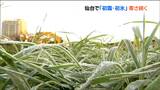 「冬らしくなってきましたね」仙台で初霜・初氷 今季一番の冷え込み tbc気象台 | 宮城のニュース│tbc NEWS│tbc東北放送