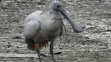 保護された 絶滅危惧種クロツラヘラサギ　治療を終えて無事に放鳥　|　沖縄のニュース｜RBC 琉球放送