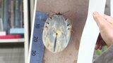 パンパンに膨らんだ巨大な“マダニ” 住宅地の茂みで見つかる その正体は「タカサゴキララマダニ」 | 愛媛のニュース - Nスタえひめ|あいテレビは6チャンネル