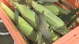 大粒で甘いゴールドラッシュ ハウス栽培のトウモロコシ 出荷始まる サイズや糖度は例年通りの高品質 山梨|TBS NEWS DIG