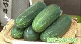 「生でもよし・煮てもよし・焼いてもよし」 加賀太きゅうりを試食フェアでPR　|　石川県のニュース｜MRO北陸放送