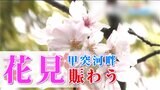 【お花見情報】甲突川河畔のサクラ開花状況【吉野公園、丸岡公園、寺山いこいの広場、吾平山陵、忠元公園、霧島神話の里も】土日の天気予報 鹿児島 | 鹿児島のニュース|MBC NEWS|南日本放送