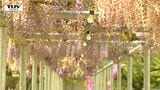 体育館前にズラリと咲く藤の花が見ごろ！ 夜にはライトアップも（山形・鶴岡市）　　|　山形のニュース│TUYテレビユー山形