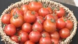 ハウス栽培のミニトマト出荷最盛期 年間通じて収穫されるも…朝晩の気温差で甘みアップ!愛知・碧南市|TBS NEWS DIG