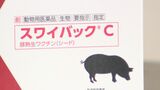 養豚場で豚熱ワクチンの初回接種が完了 ブタやイノシシ15万頭が対象 大分 | 大分のニュース|OBS NEWS|大分放送
