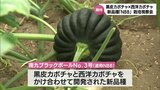 "日向カボチャ"の新品種「南九ブラックボールNo.3号」黒皮カボチャと西洋カボチャをかけ合わせて開発 | MRTニュース | MRT宮崎放送