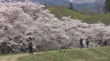 雫石川の堰堤沿い全長１.５キロの桜並木サクラ満開　多くの花見客でにぎわう　岩手・雫石町|TBS NEWS DIG
