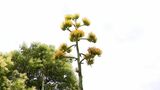 「初めて見ました」数十年に一度、“幻の花”「アガベ」開花 はままつフラワーパークで見頃 | 静岡のニュース | SBSNEWS | 静岡放送
