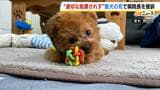 動物病院での手術後に衰弱し愛犬が死亡…飼い主側が院長を提訴 「大切な家族を失った。家族の一員と思ってくれる判決を望んでいる」|TBS NEWS DIG