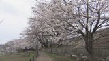 サクラのトンネルを列車が走る　勝沼ぶどう郷駅の甚六桜と保全活動　山梨・甲州市|TBS NEWS DIG