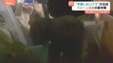 真冬なのに…“冬眠しないクマ”出没「体長1m超」カメラがとらえた民家侵入の一部始終　ドローンでクマよけスプレー噴射の新対策も|TBS NEWS DIG