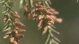 花粉症には朗報? 富山県内のスギ花粉飛散が2月26日以降に “居座り寒波” の影響…当初は2月19日前後からずれ込む |TBS NEWS DIG