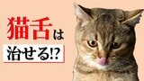 猫に限らず「動物はみんな猫舌」熱いものが食べられないのは「舌」の使い方のせいだった 「猫舌」を克服する方法|TBS NEWS DIG