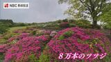 例年よりも1週間ほど早い満開 長崎市稲佐山で約8万本のツツジが見ごろ | 長崎のニュース | 天気 | NBC長崎放送