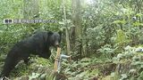 ツキノワグマの目撃・捕獲・人身被害 昨年度過去最多に 山口県|TBS NEWS DIG