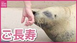 「手をかけてあげているから長生きするんだなと」ご長寿アザラシお祝い　大好きなホッケがプレゼント　宮島水族館　広島|TBS NEWS DIG