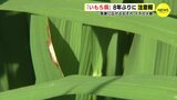 イネの大敵「いもち病」８年ぶりに注意報　急激に広がるおそれ　|　RCC NEWS | 広島ニュース | RCC中国放送