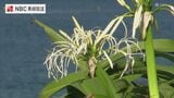 毎年7月から9月にかけて咲く多年草「ハマユウ」が見ごろ 五島の海岸の砂地に自生|TBS NEWS DIG