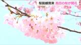 桜前線到来!「数えきれないほど花がありますね」上越・高田城址公園で“開花宣言” 新潟市民は…花より団子 | 新潟のニュース・天気|BSN NEWS|BSN新潟放送