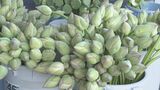 お盆飾るハスの花出荷始まる「喜んでもらいたい」レンコン生産者が市場に持ち込む　|　山口のニュース・天気・防災｜tys NEWS｜ｔｙｓテレビ山口