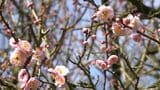 藤川天神の梅は２分咲き　銘菓・臥龍梅餅３年ぶりに復活　鹿児島・薩摩川内市　|　鹿児島のニュース｜MBC NEWS｜南日本放送